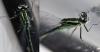 Coenagrion puella